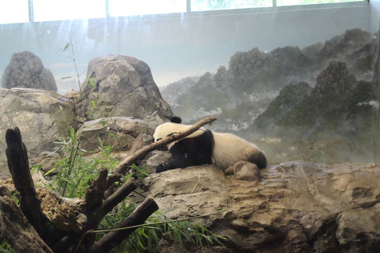 Bao Bao - byens stolthed